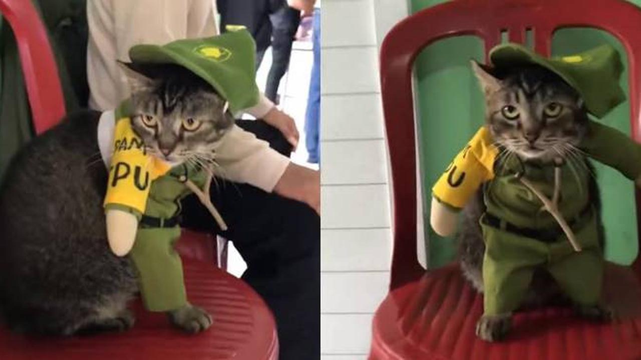 Viral Aksi Kucing Jadi Petugas Linmas di TPS Ini Ekspresinya Kocak