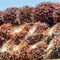 Sawit atau Crude Palm Oil (CPO). Foto: Freepik/9images