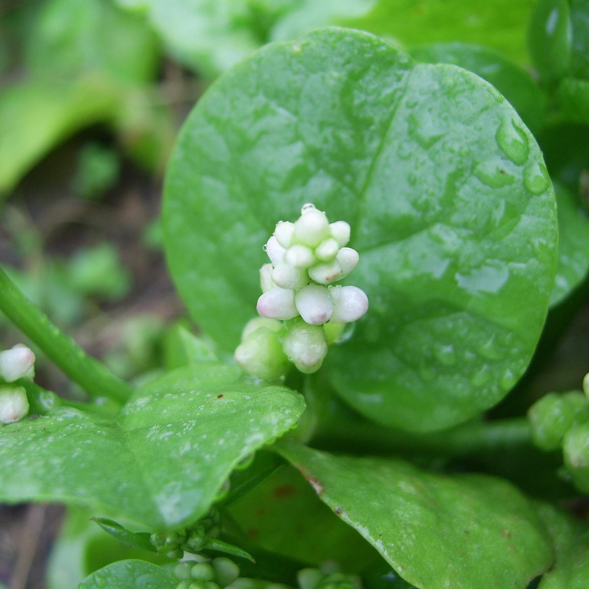 Manfaat Daun Binahong