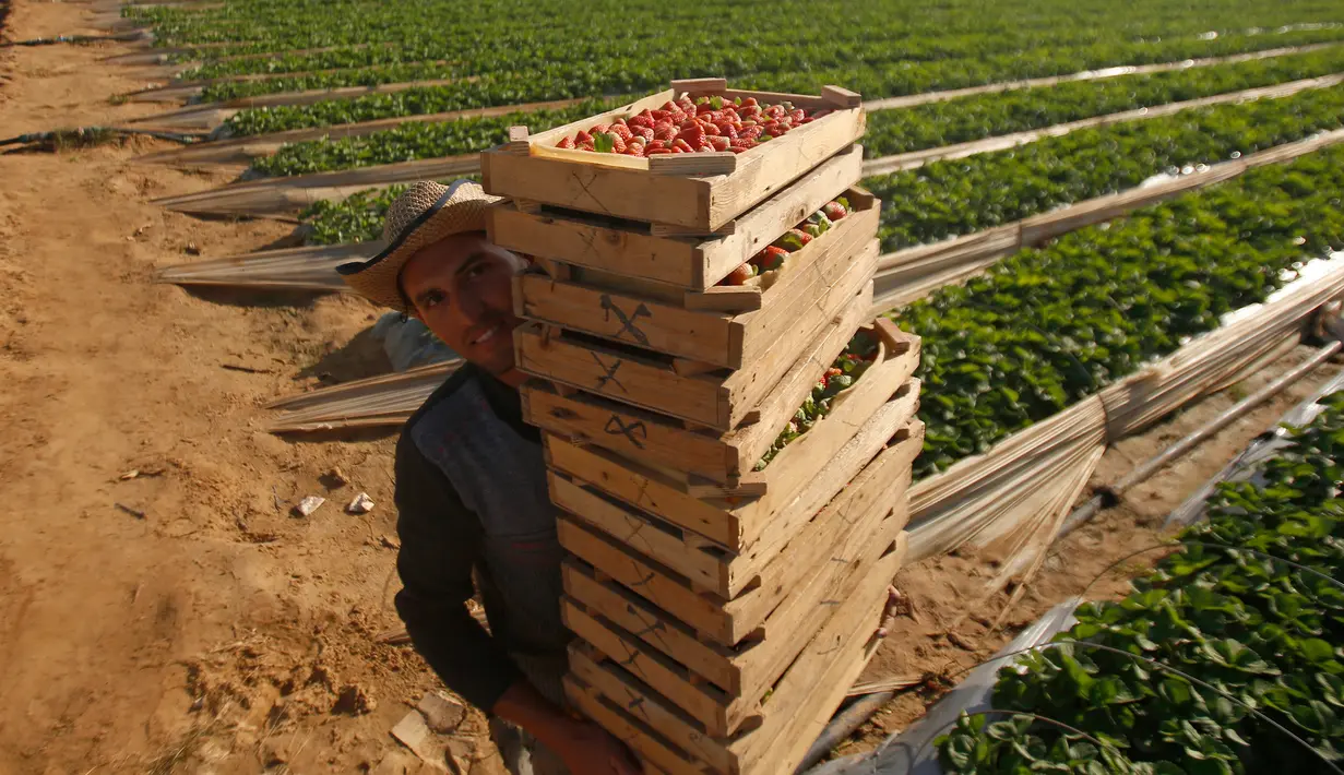 Para petani memetik stroberi di sebuah kebun, Beit Lahyia, Jalur Gaza, Selasa (3/12/2019). Sejak beberapa tahun lalu petani Gaza sudah bisa mengekspor stroberi mereka ke Eropa. (AP Photo/Hatem Moussa)