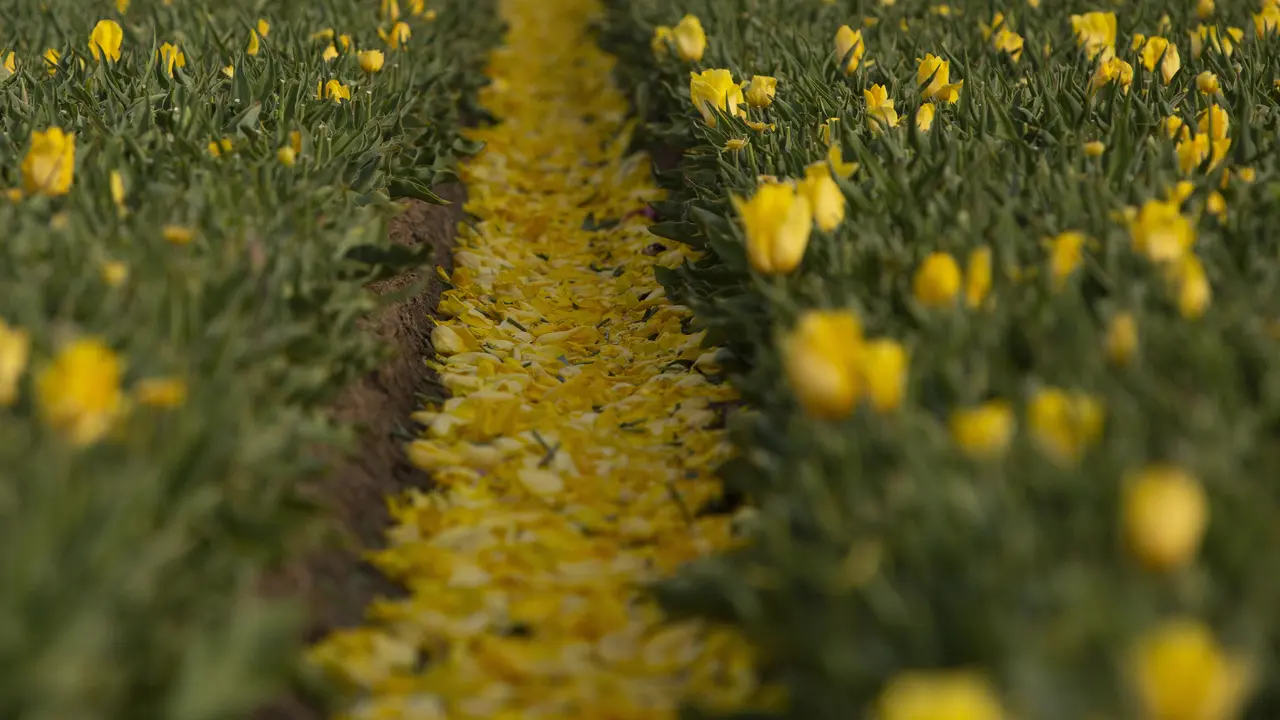 Warna-warni Ladang Tulip di Belgia