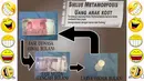 Siklus metamorfosis dompet anak kos (Istimewa)