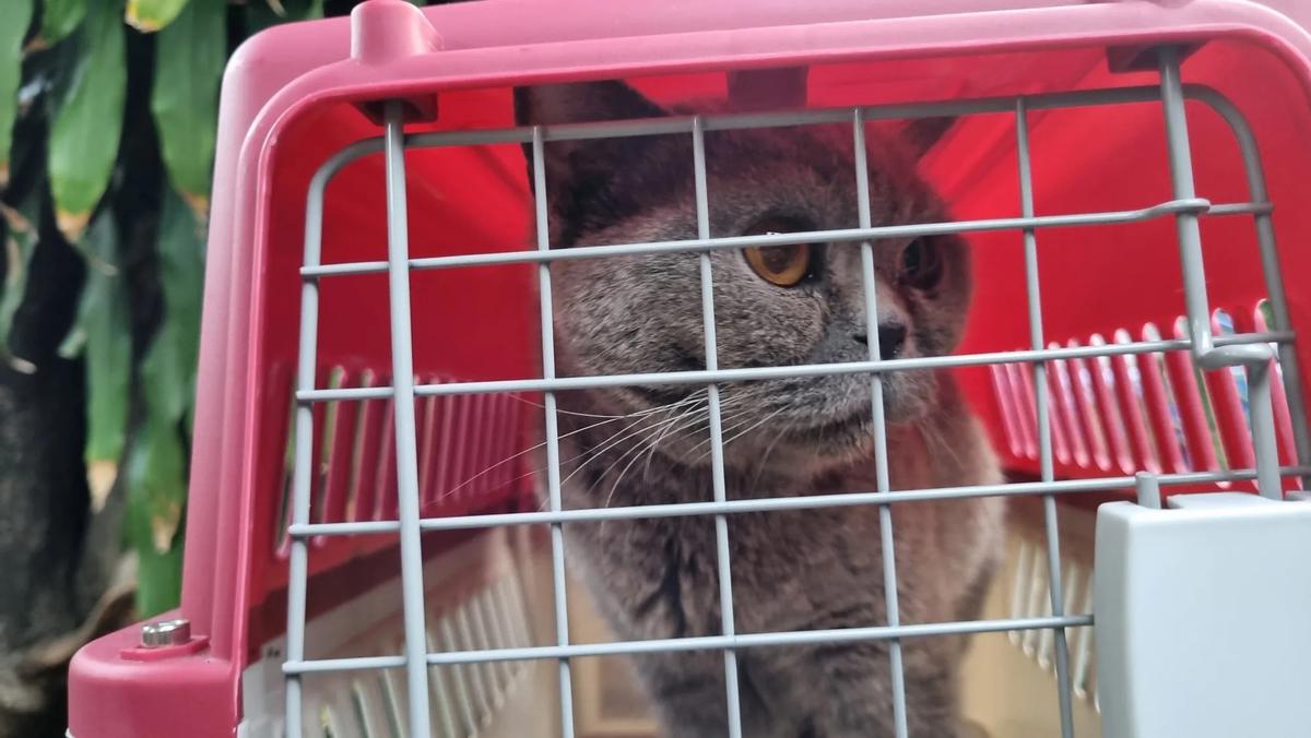 Potret Kucing-Kucing Uya Kuya yang Sudah Dikembalikan Oleh Sherina