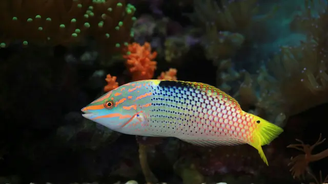 30 Makhluk Bumi yang Punya Warna Mirip Pelangi, Cantik dan Eksotis