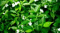 Tips Menanam Bunga Melati agar Rajin Berbunga dan Wangi Sepanjang Hari