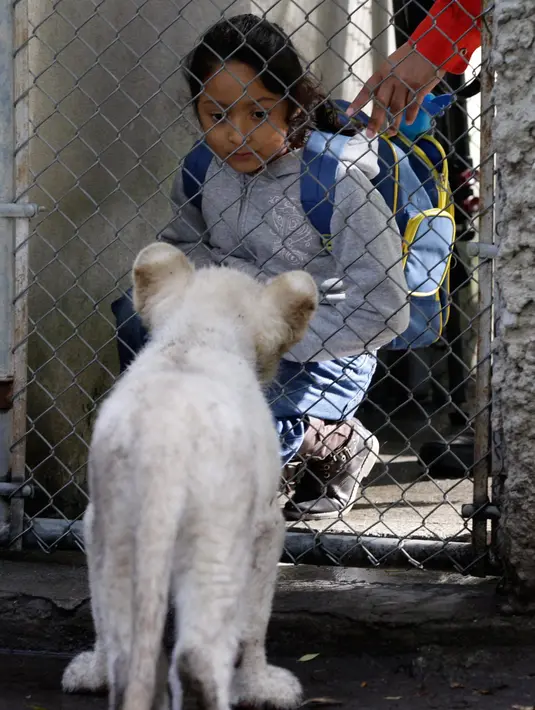 Seorang anak memandang anak singa putih berusia empat bulan di Kebun Binatang Altiplano di Tlaxcala, Meksiko, Selasa (7/8). (AP Photo/Rebecca Blackwell)