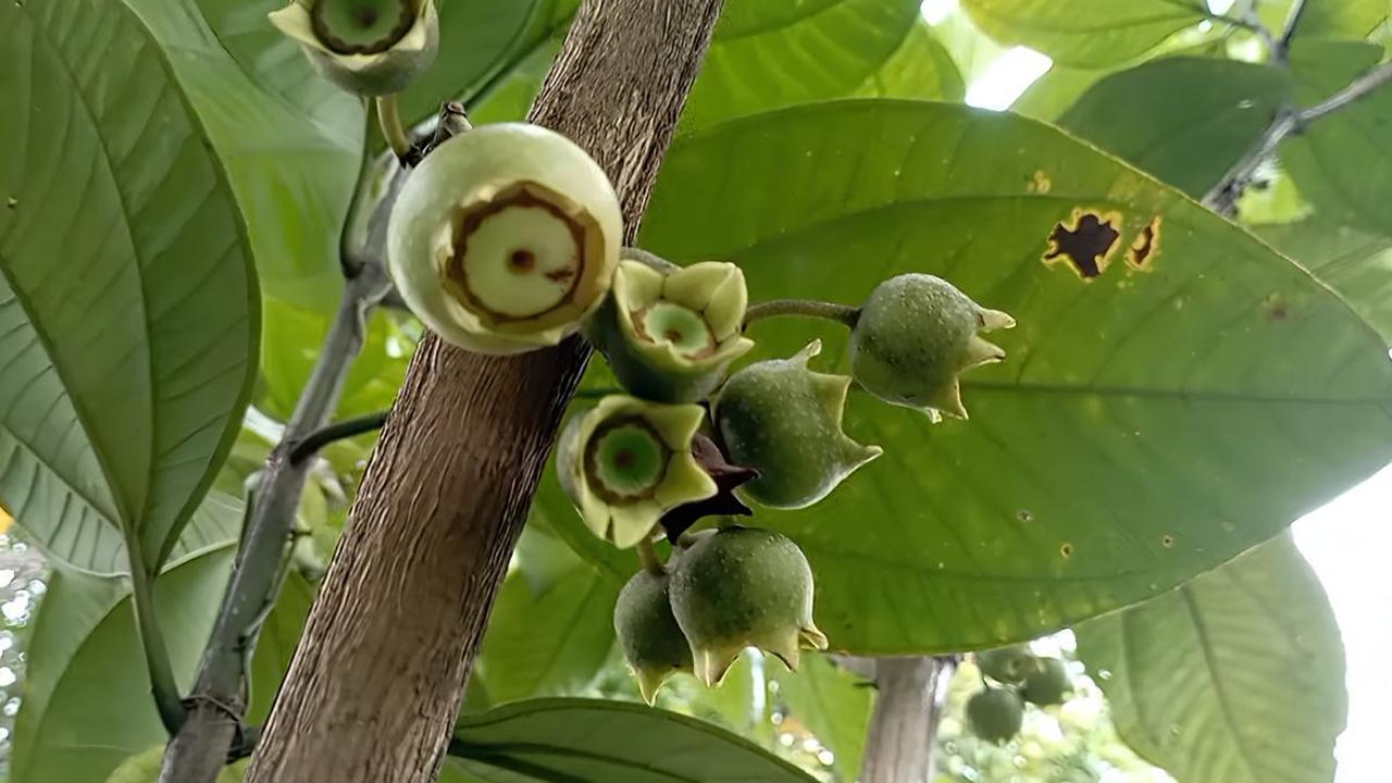 Ada buah Harendong Negri