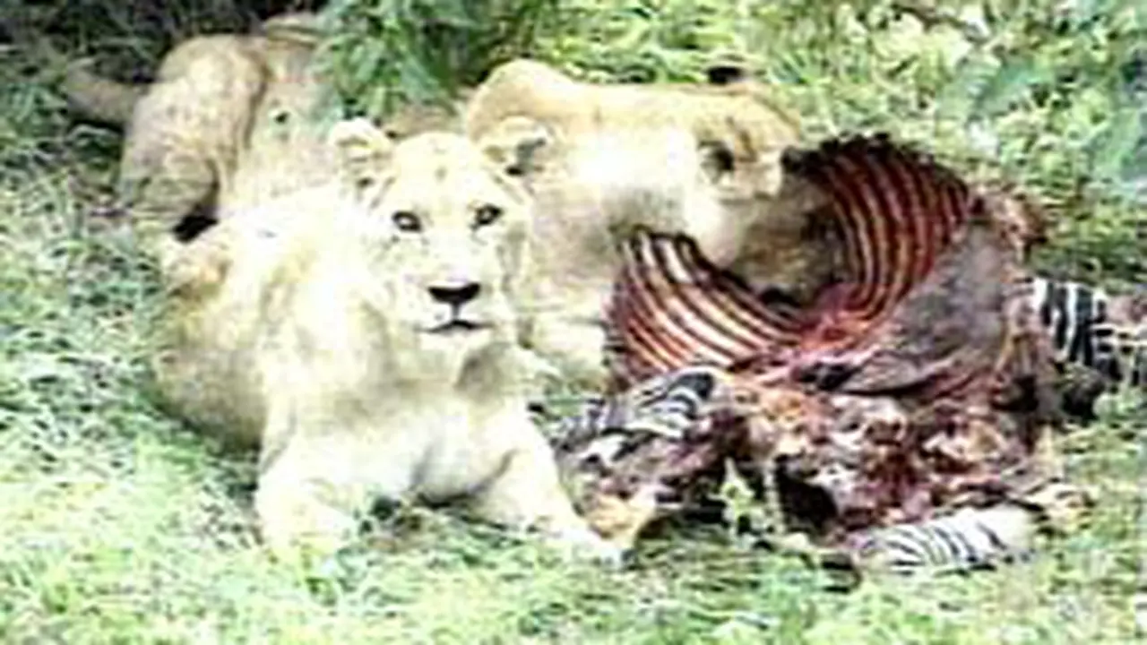 010801aLNKenya.jpg