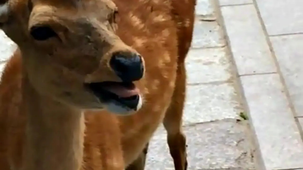 Begini Penampakan Rusa Yang Berkeluh Kesah