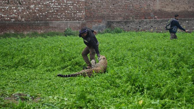 FOTO: Mengerikan, Macan Tutul Serang Desa di India