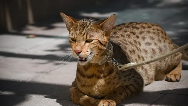 Kucing Termahal 2
