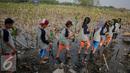 Siswa siswi membawa bibit mangrove untuk di tanam di Pesisir Pantai Muara Karang, Jakarta, Kamis (29/10). 5.000 bibit baru ditanam untuk memperkuat ekosistem yang telah dibangun dan memperbesar manfaat terhadap masyarakat. (Liputan6.com/Faizal Fanani)