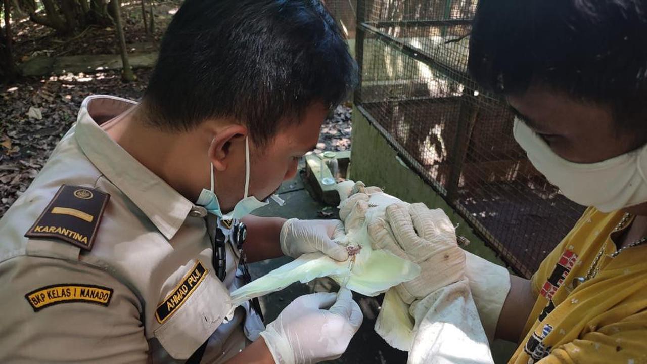 Sesuai dengan tugasnya Karantina Pertanian Manado memastikan bahwa selama proses rehabilitasi dan habituasi satwa dalam kondisi baik dan sehat