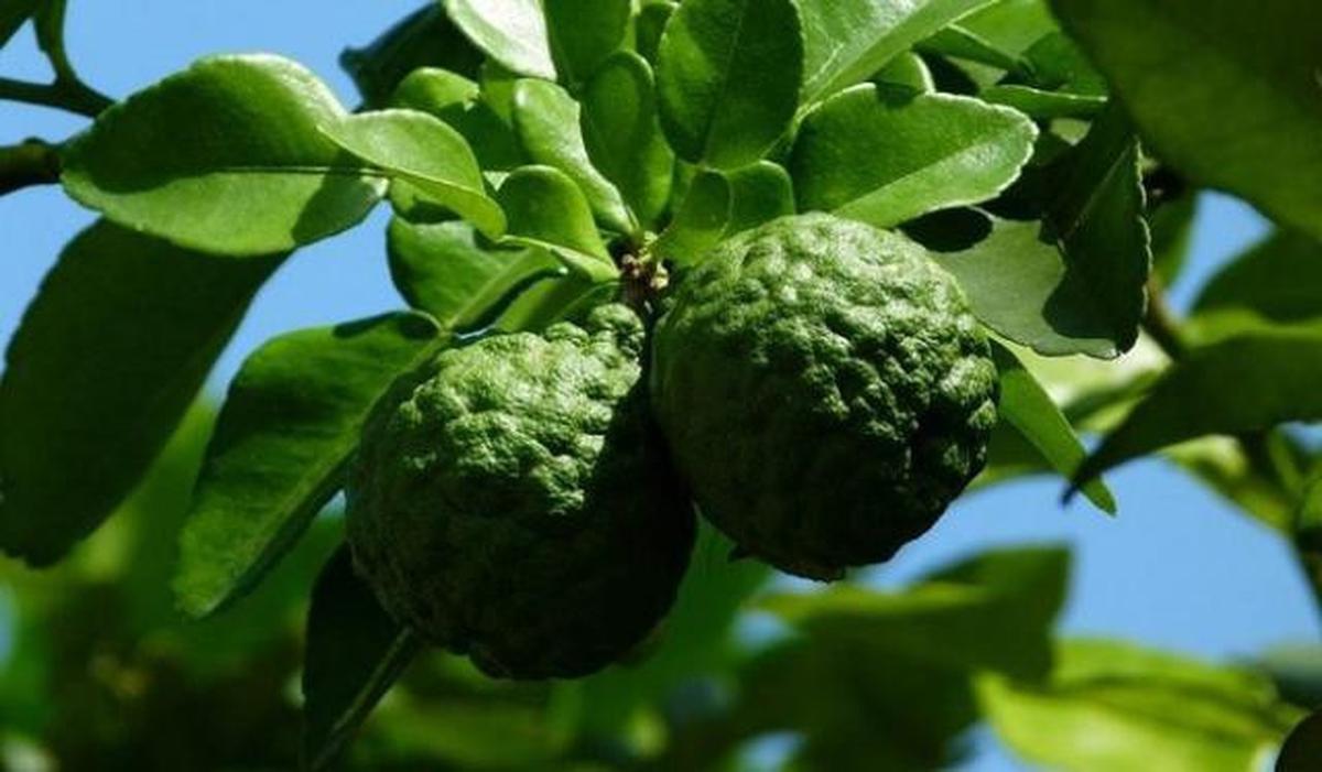 7 Daun Alami Pengusir Ular yang Bisa Tumbuh di Pot Kecil, Cocok untuk Halaman Rumah