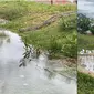 Video Munculnya Ular Anaconda Jumbo di Pemukiman Ini Penampakannya Bikin Ngeri (sumber: TikTok/gabrito4)