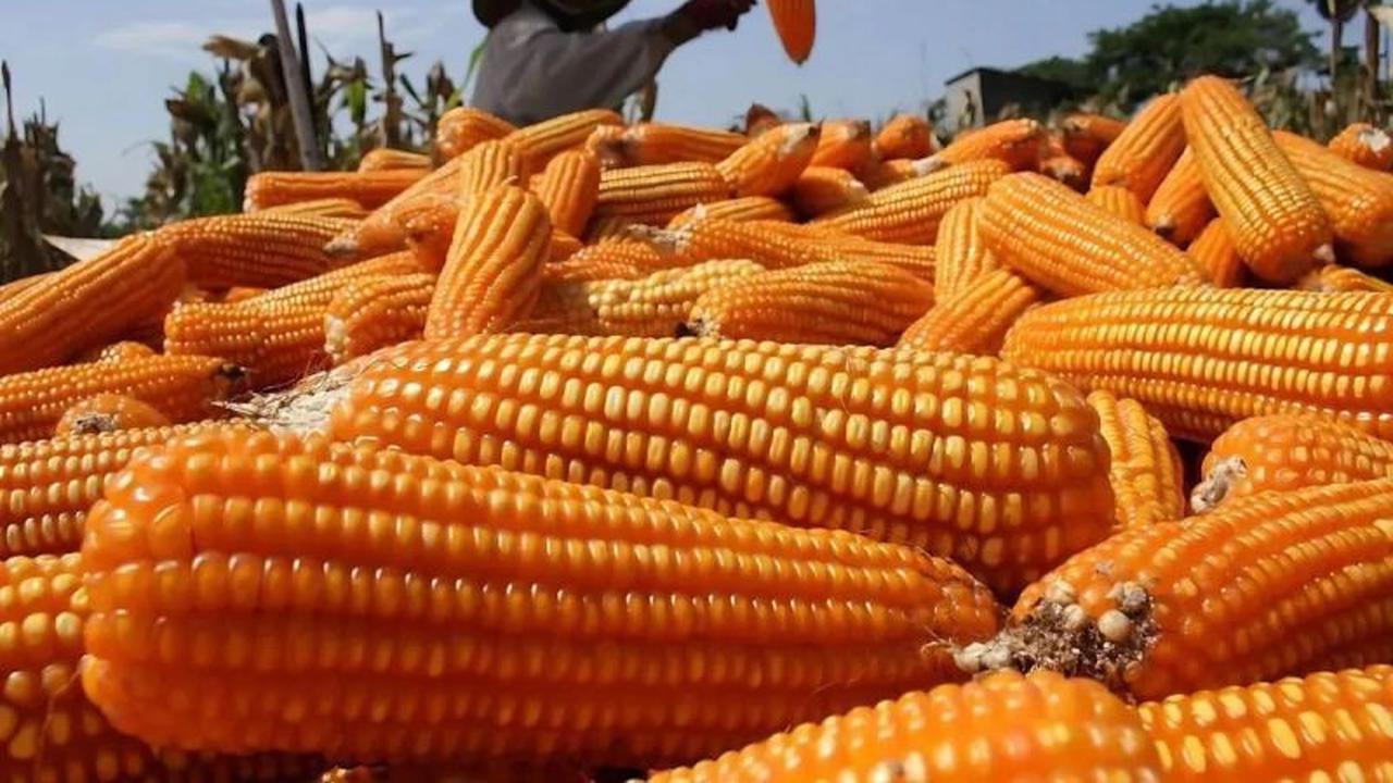 Kementan Siapkan Jurus Jitu Stabilkan Harga Pakan Ternak, Jagung Turun Tipis Tapi Peternak Tetap Waspada!