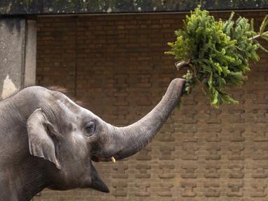 Seekor gajah melempar pohon Natal di Kebun Binatang Berlin, Jerman, pada Rabu (29/12/2021). Banyak pohon Natal yang tersisa setelah perayaan berakhir sebagai makanan berbagai hewan di kebun binatang Berlin. (Odd ANDERSEN / AFP)