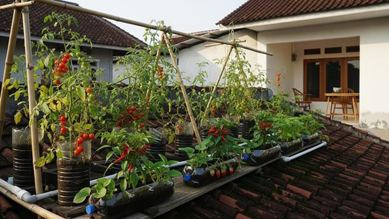 8 Kebun Hidroponik di Atap Rumah Biar Lahan Sempit Tetap Produktif, Panen Sayur Tanpa Lahan