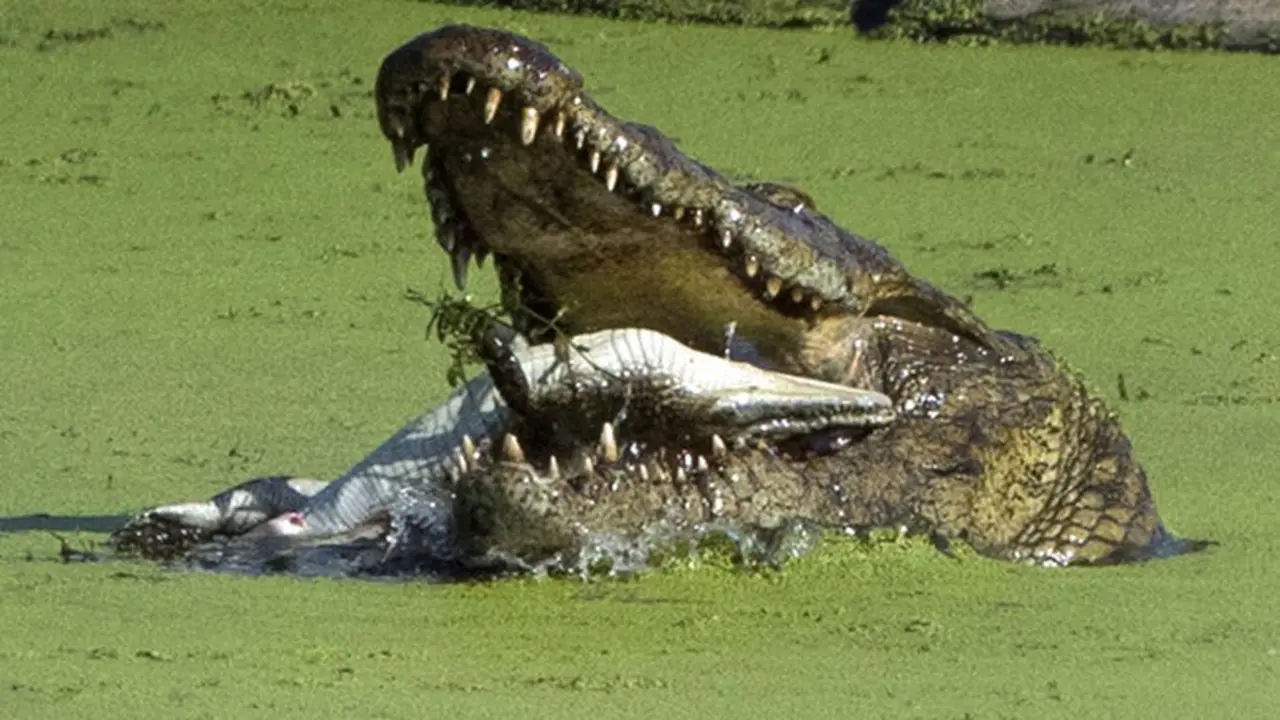 Aksi si Buaya 'Kanibal'