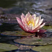 (Foto: Ancca/ Pixabay) Ilustrasi bunga.