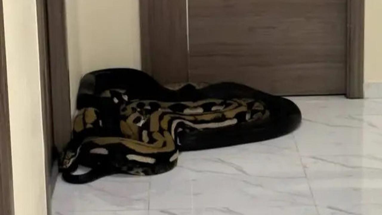 Langkah yang Harus Dilakukan Jika Ada Ular Piton di Rumah, Simak Paduan Lengkap Penanganannya