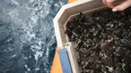 Sekitar 570 tukik (anak penyu) termasuk penyu tempayan dan penyu hijau saat bersiap dilepas ke Samudera Atlantik di Boca Raton, Florida (27/7). Kegiatan ini digagas oleh US Cost Guard dan LSM Gumbo-Limbo Nature Center. (Joe Raedle/Getty Images/AFP)