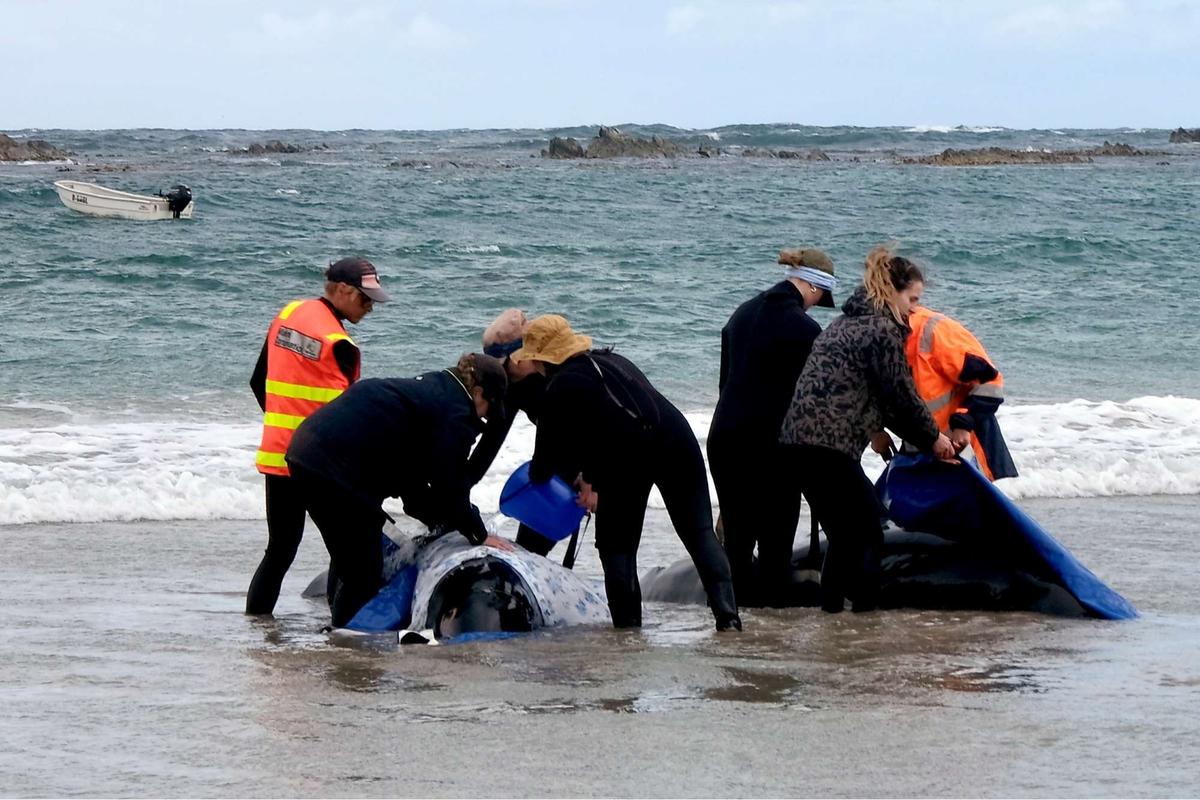 Ratusan lumba-lumba terdampar di pantai Australia