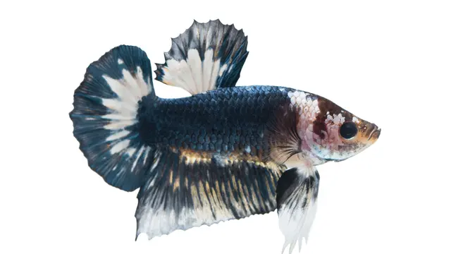 Jenis Ikan Cupang yang Mahal
