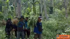 Citizen6, Aceh: 100 batang pohon ganja diamankan di Polsek Jeunib sebagai tanda bukti. (Pengirim: Dadik Junaedi)