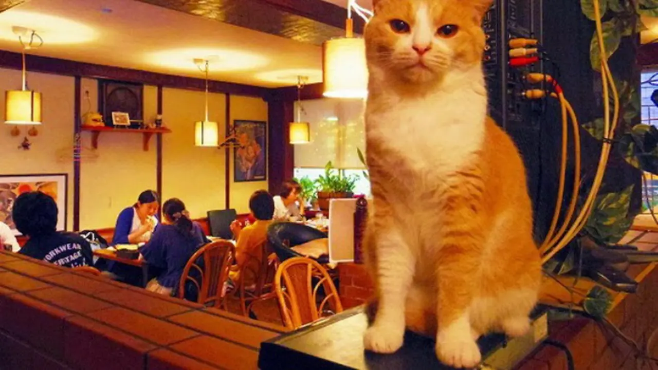 Di Pub Ini, Bukannya Dihibur Wanita Anda Malah Dihibur Kucing