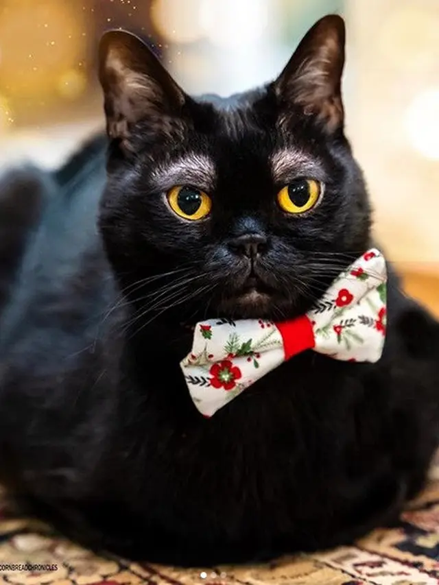 kucing memiliki alis