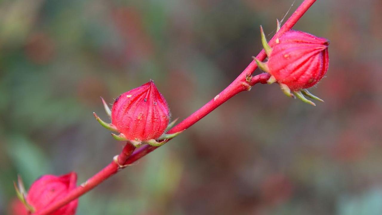 Efek Samping Bunga Rosella