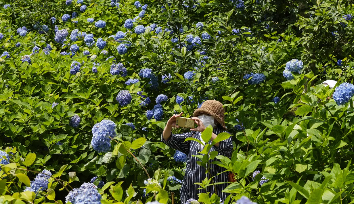 Seorang pengunjung yang mengenakan masker mengambil gambar saat bunga hydrangea bermekaran sepenuhnya di kuil Buddha Meigetsu-in di Kamakura, Tokyo, Jumat (11/6/2021).  (AP Photo/Kiichiro Sato)