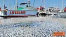 Jutaan ekor ikan Sarden ditemukan mengambang di dekat Pelabuhan laut King di Pantai Redondo, California, Amerika Serikat, Selasa (8/3). 