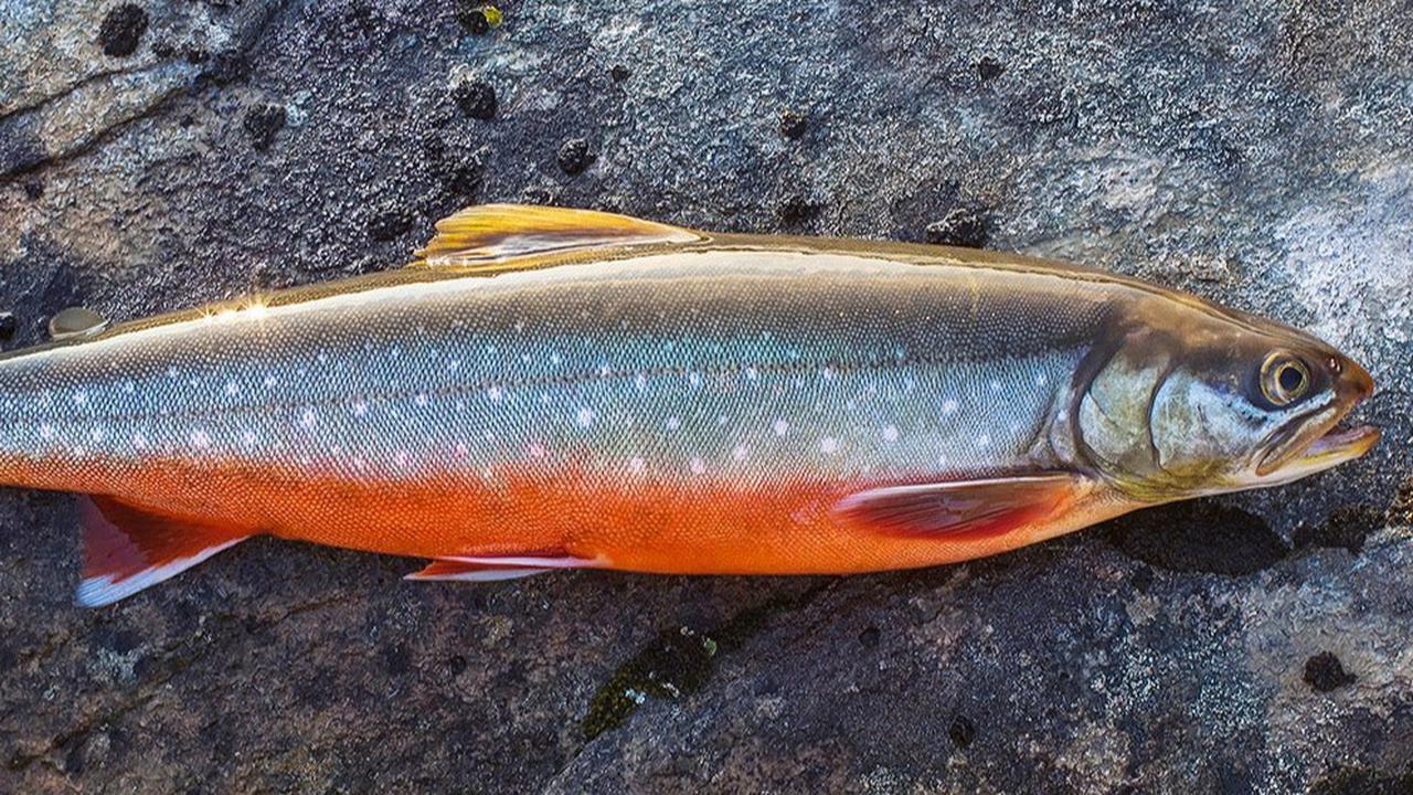 Arctic Char