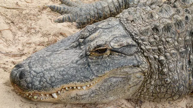 Ilustrasi aligator (Wikimedia / Creative Commons)