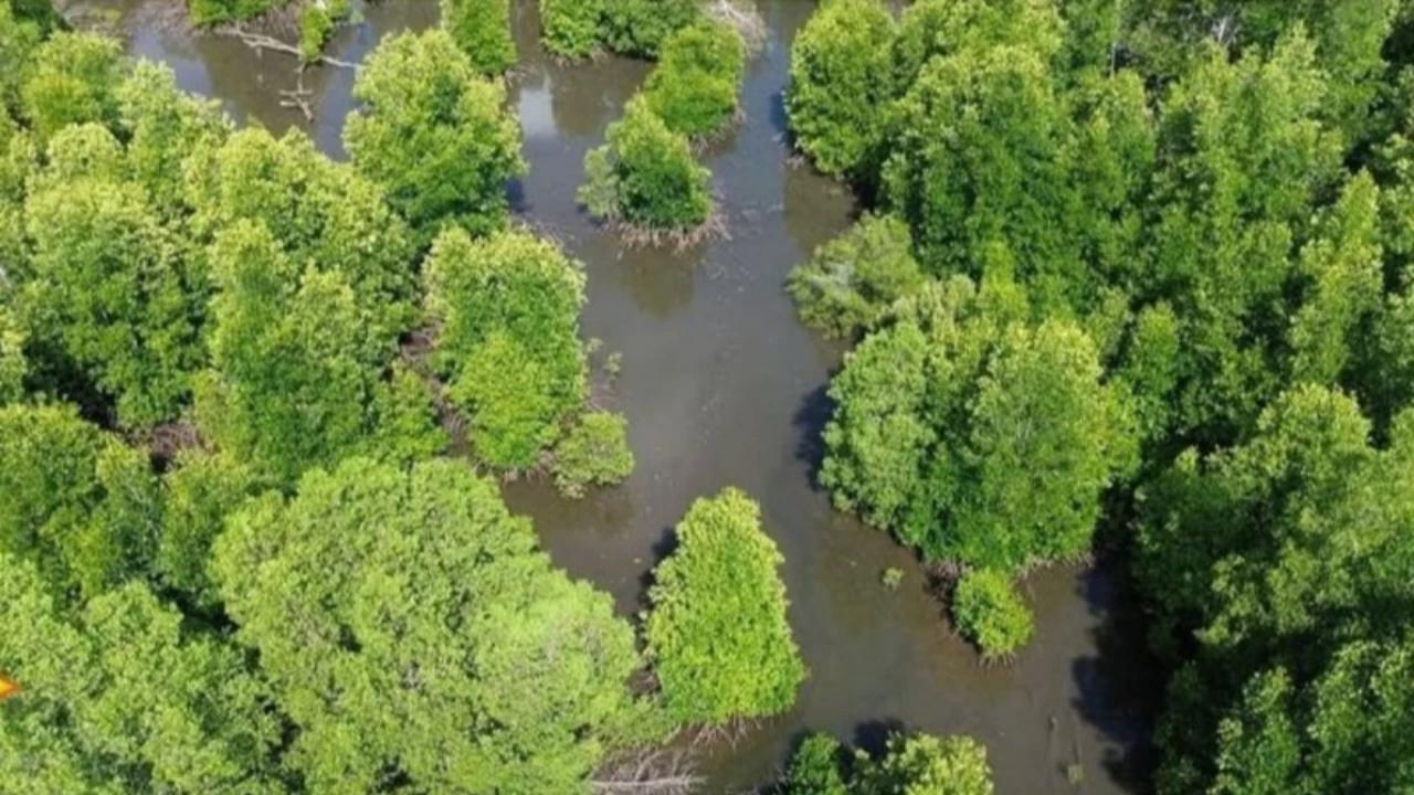 Mitigasi Perubahan Iklim, Ribuan Mangrove Ditanam di Karawang