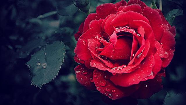 7 Jenis Bunga Cantik yang Bisa Dimakan