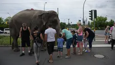 Seekor gajah sirkus menjadi perhatian warga di sebuah jalan di Berlin, Jerman, Kamis (30/6). Gajah tersebut diajak pawangnya untuk berjalan-jalan menikmati udara segar. (REUTERS/Stefanie Loos)