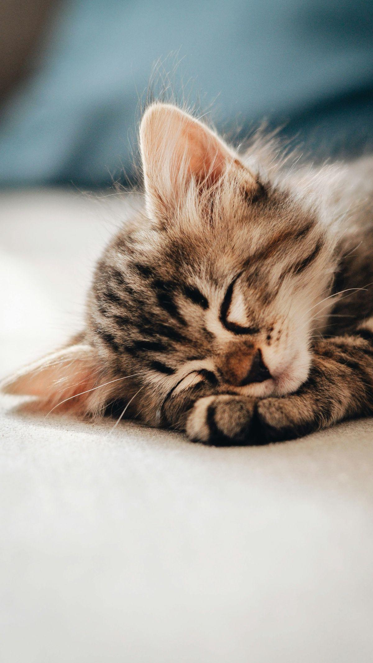 Memberikan makanan kucing yang penuh nutrisi tentu saja dapat mendukung pertumbuhan dan perkembangan tubuhnya. Bukan hanya itu, makanan yang penuh gizi juga dapat menjaga kesehatan kucing serta memberikan energi yang cukup setiap harinya. Dengan begitu, k