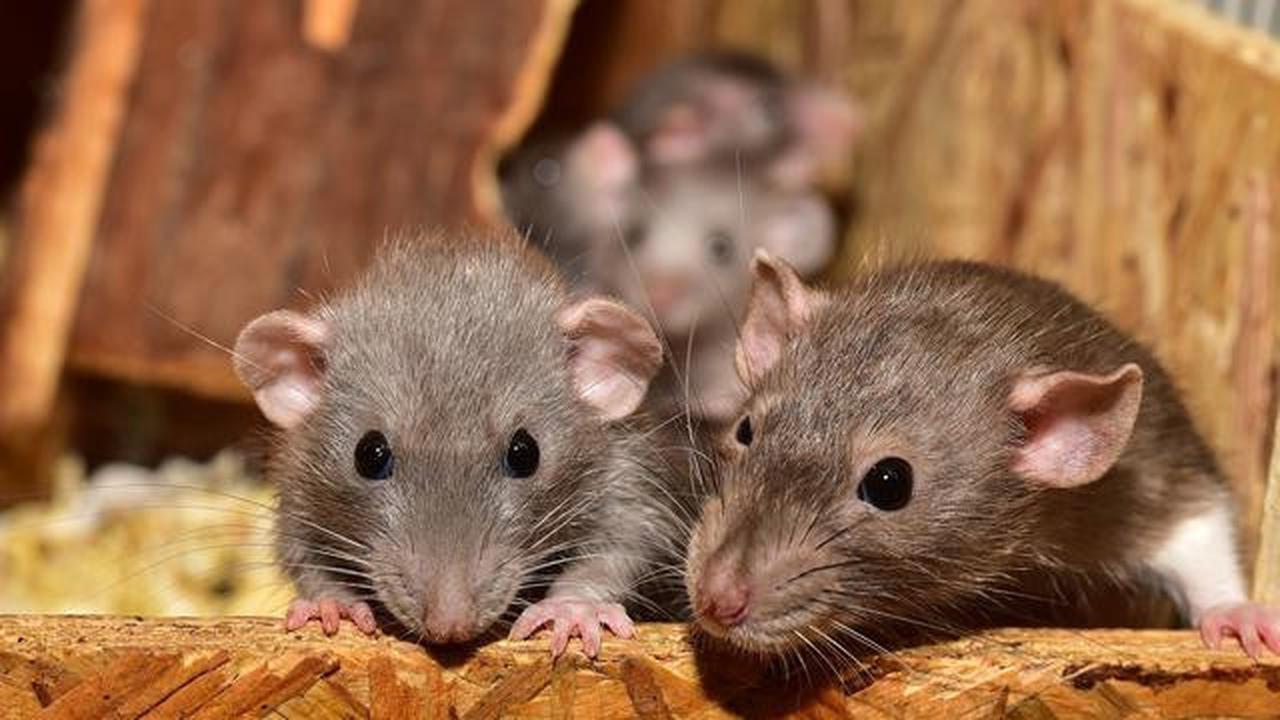 8 Metode Menghilangkan Tikus dari Rumah Secara Permanen: Tanpa Racun, Aman bagi Anak-anak