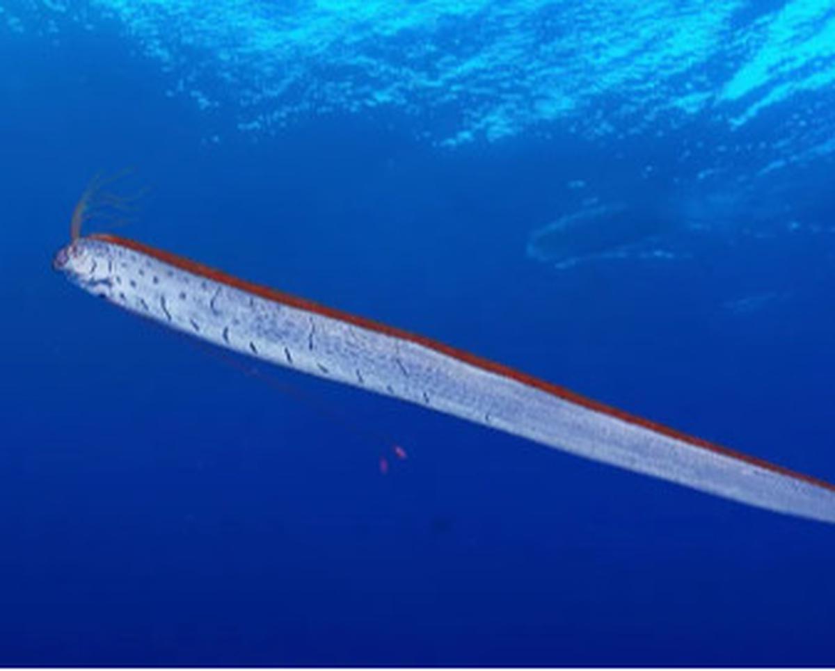 Oarfish