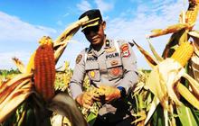 Polresta Banjarmasin Panen Jagung Lima Ton dari Lahan Tidur Rawa, Dukung Ketahanan Pangan