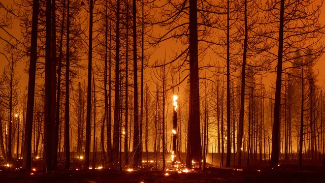 Kebakaran Besar di Hutan California