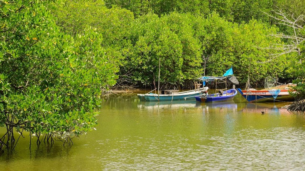 Hutan Mangrove Kulon Progo