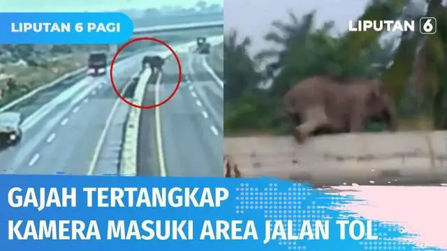 Seekor gajah liar di Bengkalis, Riau, menyeberang lewat jalan Tol Pekanbaru-Dumai. Terowongan perlintasan yang disediakan khusus gajah melintas terendam air akibat guyuran hujan.