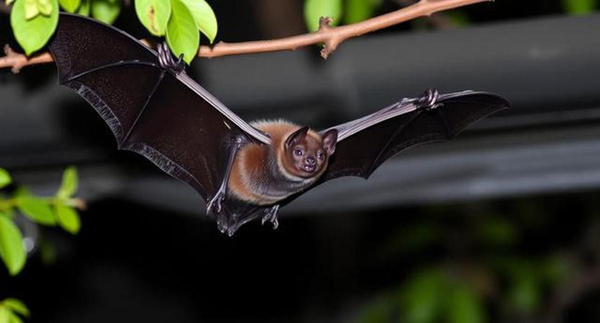 Penularan Virus Nipah Lebih Dekat dari yang Dikira, Kenali Jalur Penyebarannya