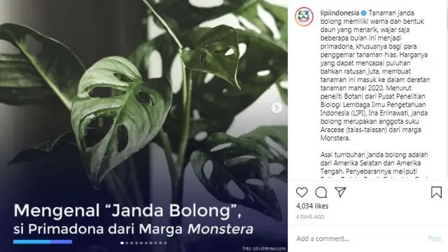 Janda Bolong