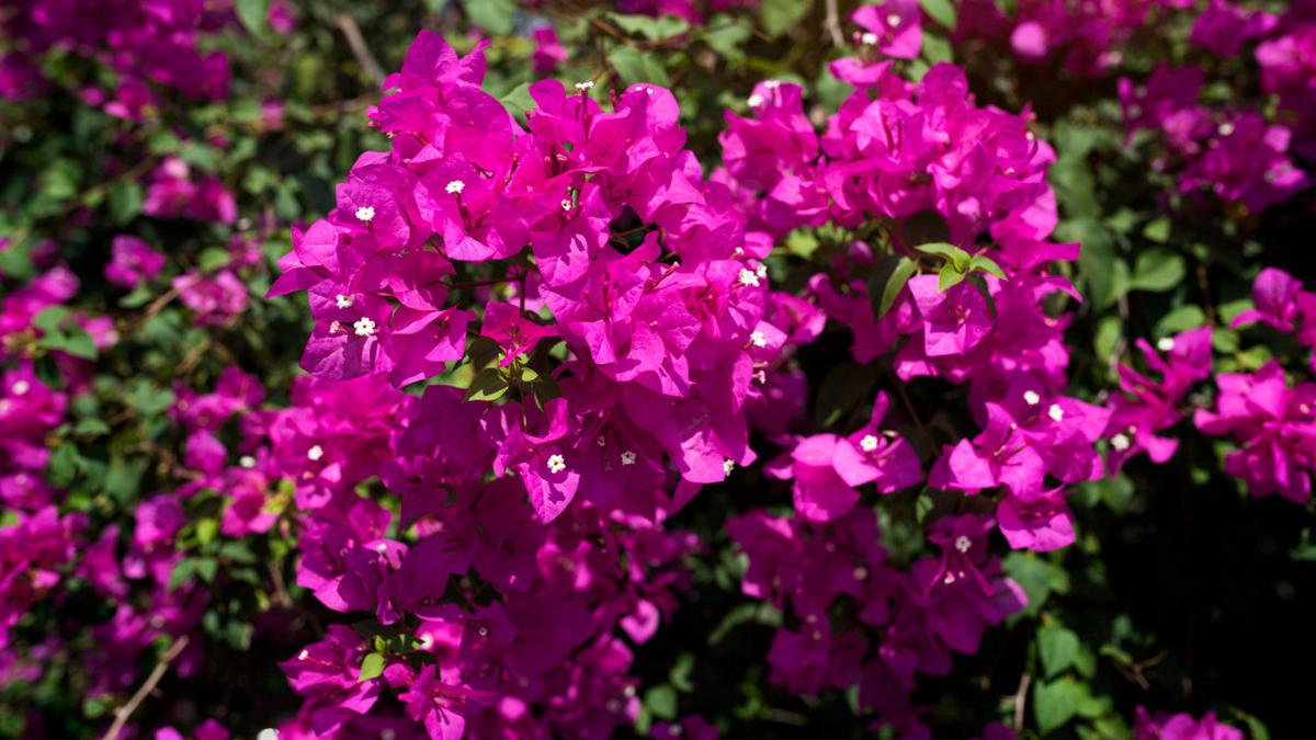 7 Tanaman yang Menarik Serangga Baik ke Kebun, Bantu Penyerbukan Alami dan Kurangi Hama