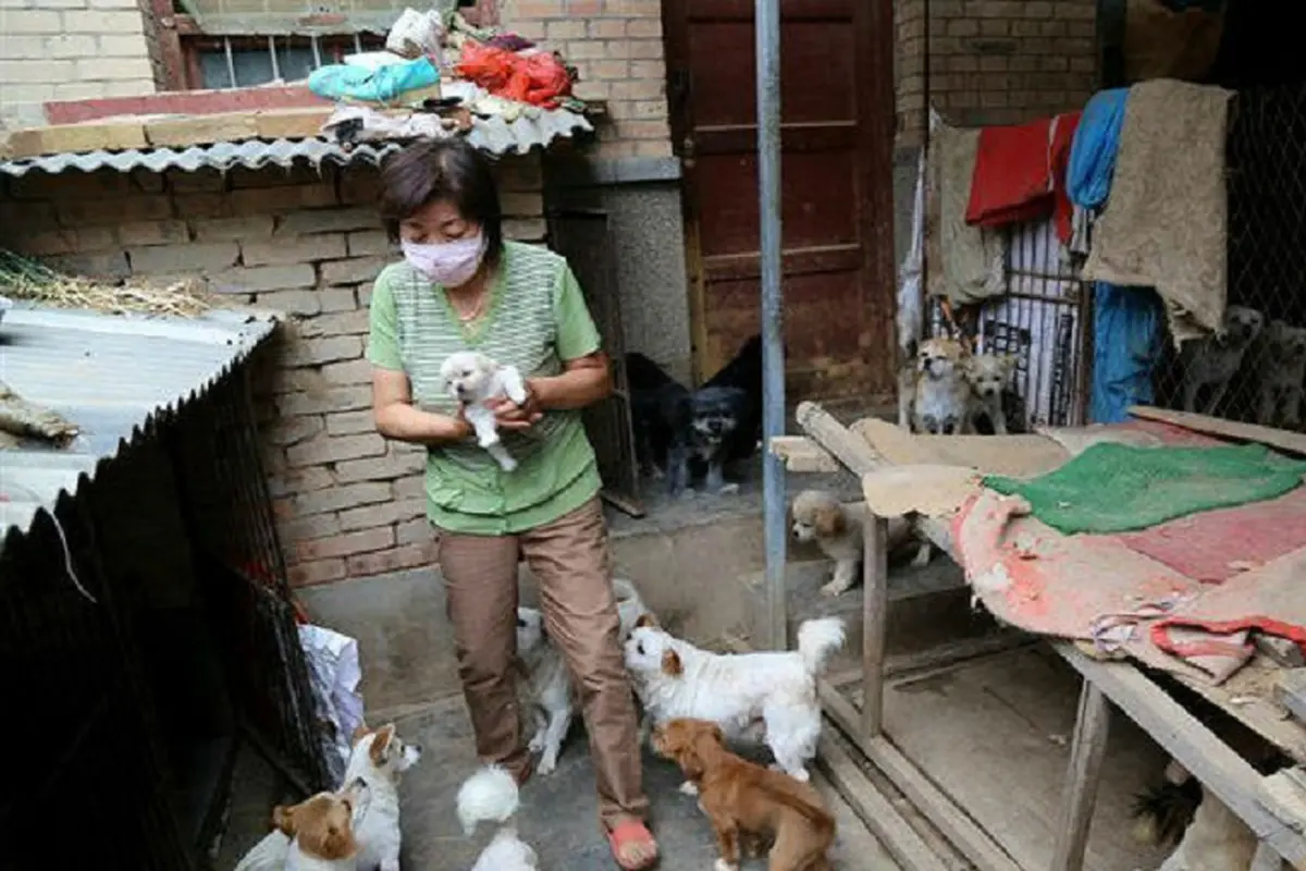 [Bintang] penampungan anjing liar